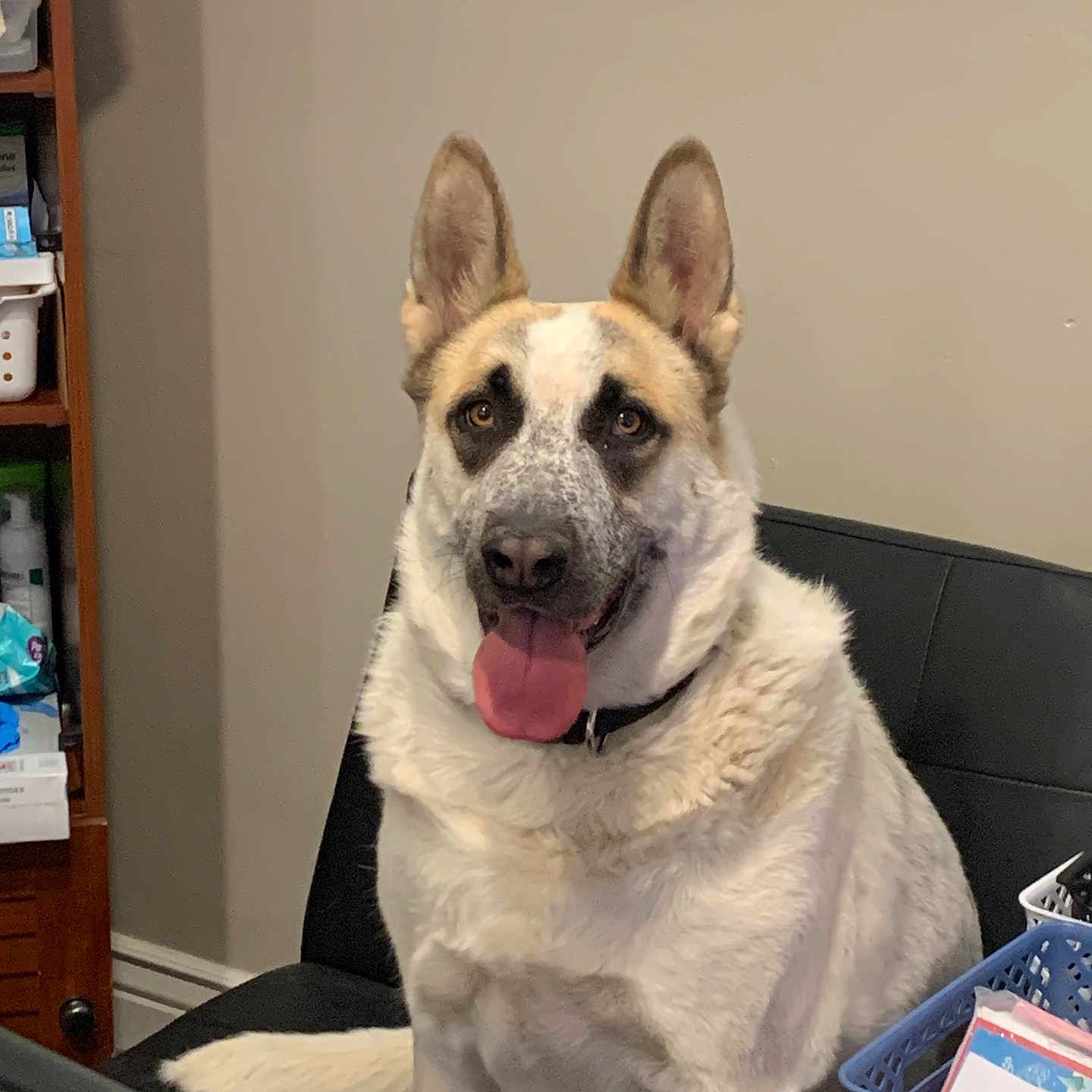 Koda