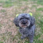 Macy joined the competition — help win amazing prizes! dog, gray_fur, green_bows, ears, outdoor, grass, pet, cute, animal, portrait, fluffy, small_dog, standing, nature, daylight, canine, fur, expression, adorable, background_blur
