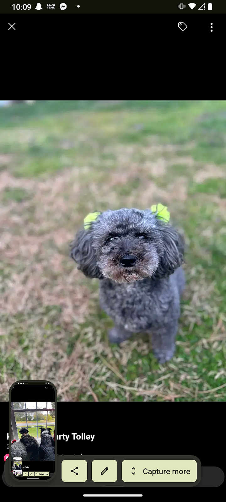 Macy joined the competition — help win amazing prizes! dog, gray_fur, green_bows, ears, outdoor, grass, pet, cute, animal, portrait, fluffy, small_dog, standing, nature, daylight, canine, fur, expression, adorable, background_blur