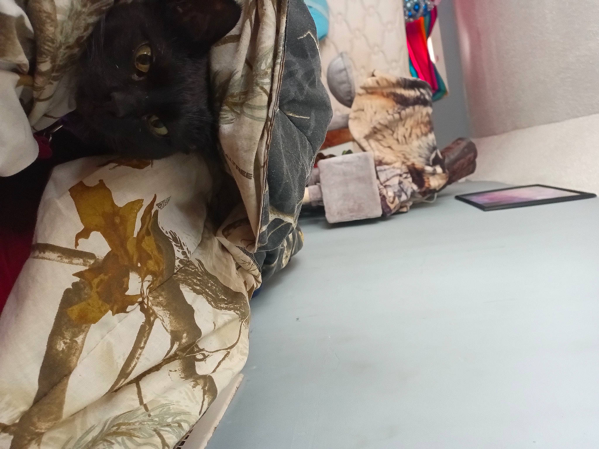 Ashes joined the competition — help win amazing prizes! bag, canidae, carmine, carnivore, cat, comfort, domestic_short_haired_cat, fawn, felidae, flooring, fur, human_leg, linens, room, small_to_medium_sized_cats, tail, whiskers, wood, working_animal