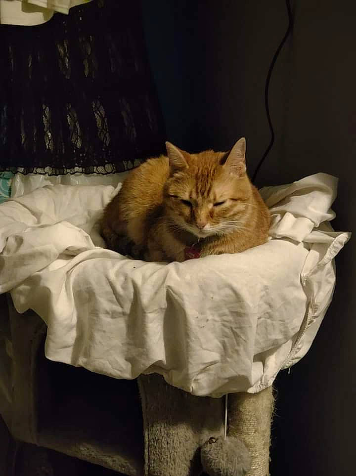 Sarek joined the competition — help win amazing prizes! carnivore, cat, cat_supply, chair, comfort, curtain, domestic_short_haired_cat, fawn, felidae, fur, linens, plant, room, small_to_medium_sized_cats, table, tail, terrestrial_animal, whiskers, window, wood