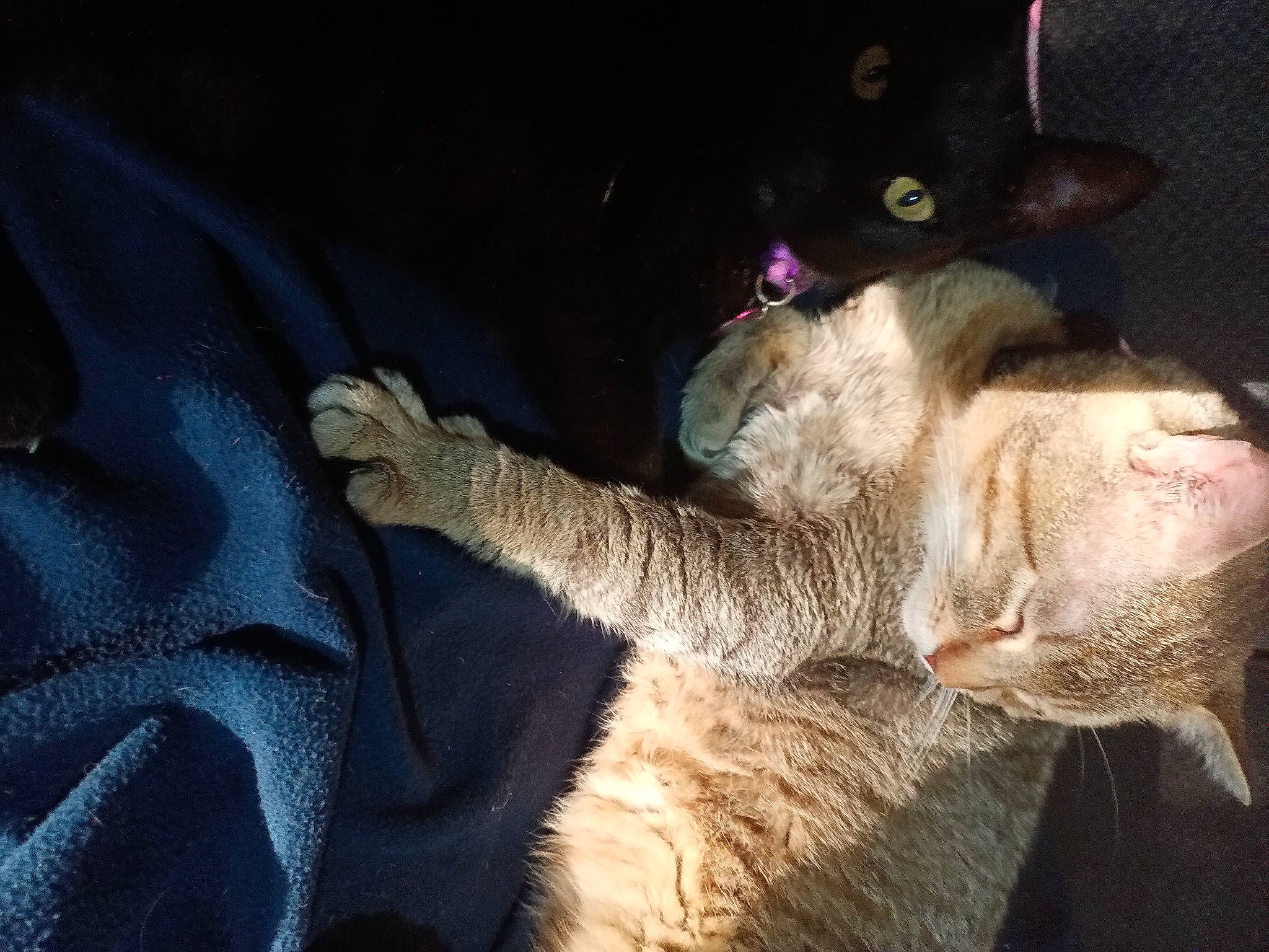 Goilath joined the competition — help win amazing prizes! bombay, carnivore, cat, claw, comfort, dog_breed, domestic_short_haired_cat, ear, electric_blue, felidae, fur, gesture, paw, small_to_medium_sized_cats, tail, terrestrial_animal, whiskers