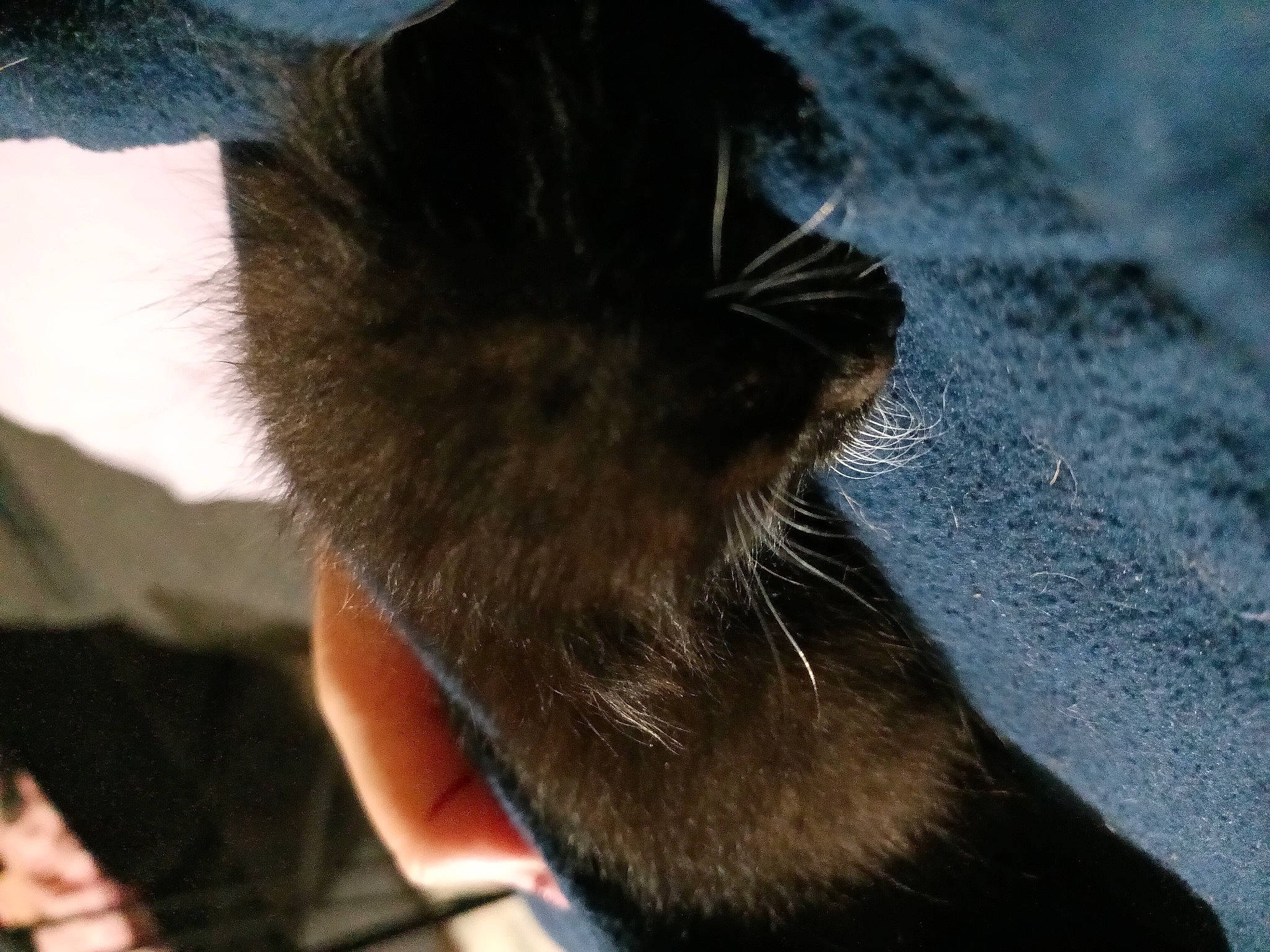 Roxy is registered to the contest to win money with this photo: black_cat, bombay, carnivore, cat, claw, dog_breed, domestic_short_haired_cat, electric_blue, eye, felidae, foot, fur, gesture, human_leg, paw, small_to_medium_sized_cats, tail, terrestrial_animal, thumb, whiskers