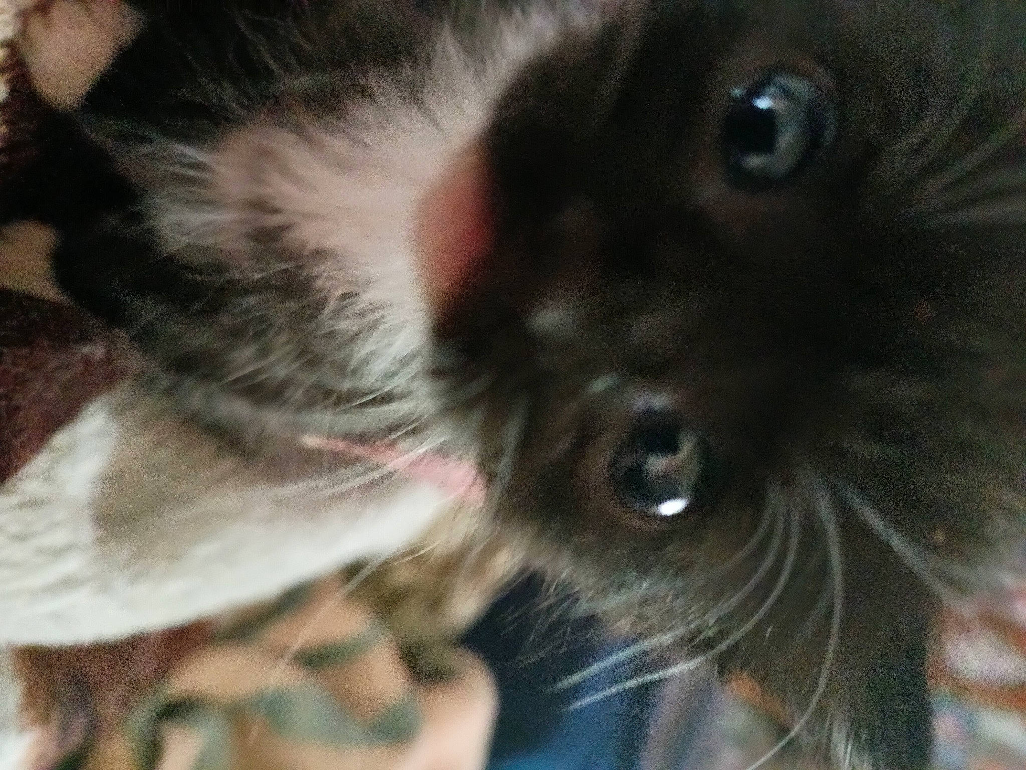 Roxy joined the competition — help win amazing prizes! canidae, carnivore, cat, companion_dog, dog_breed, domestic_short_haired_cat, ear, eyelash, fawn, felidae, fur, paw, puppy, small_to_medium_sized_cats, snout, sporting_group, terrestrial_animal, whiskers, wildlife