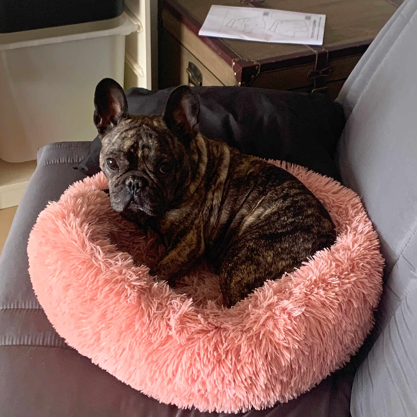 Lynko a rejoint le concours — aidez-le/la à gagner de superbes lots ! animal, canine, dog, dogbed, pet