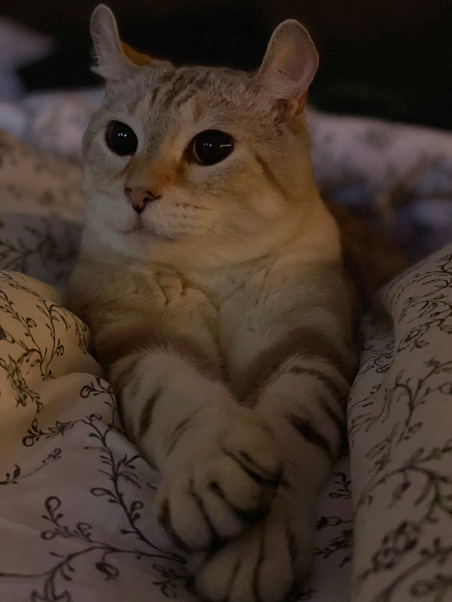 Bubby is registered to the contest to win money with this photo: carnivore, cat, claw, domestic_short_haired_cat, ear, fawn, felidae, fur, gesture, paw, sitting, small_to_medium_sized_cats, snout, tail, terrestrial_animal, tree, whiskers, wildlife, window, wood