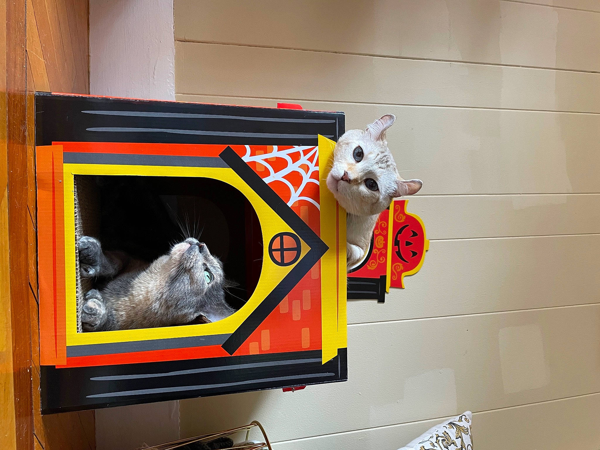 Bubby joined the competition — help win amazing prizes! art, carmine, carnivore, display_case, display_device, felidae, font, gas, graphics, heat, rectangle, room, small_to_medium_sized_cats, tail, visual_arts