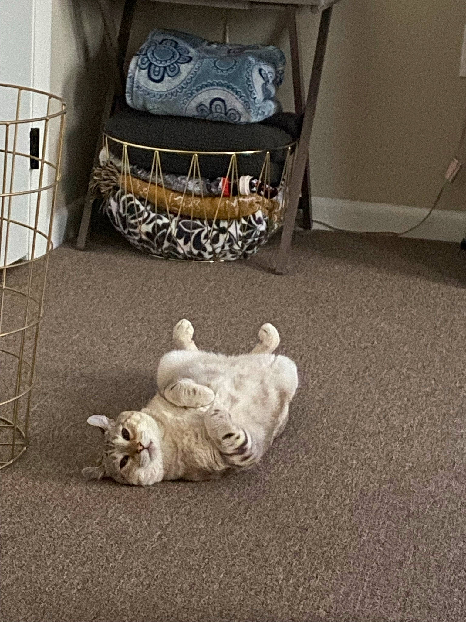 Bubby joined the competition — help win amazing prizes! bulldog, canidae, carnivore, carpet, comfort, companion_dog, dog, dog_breed, fawn, floor, flooring, grey, hardwood, road_surface, snout, sporting_group, tail, toy_dog, wood, working_animal