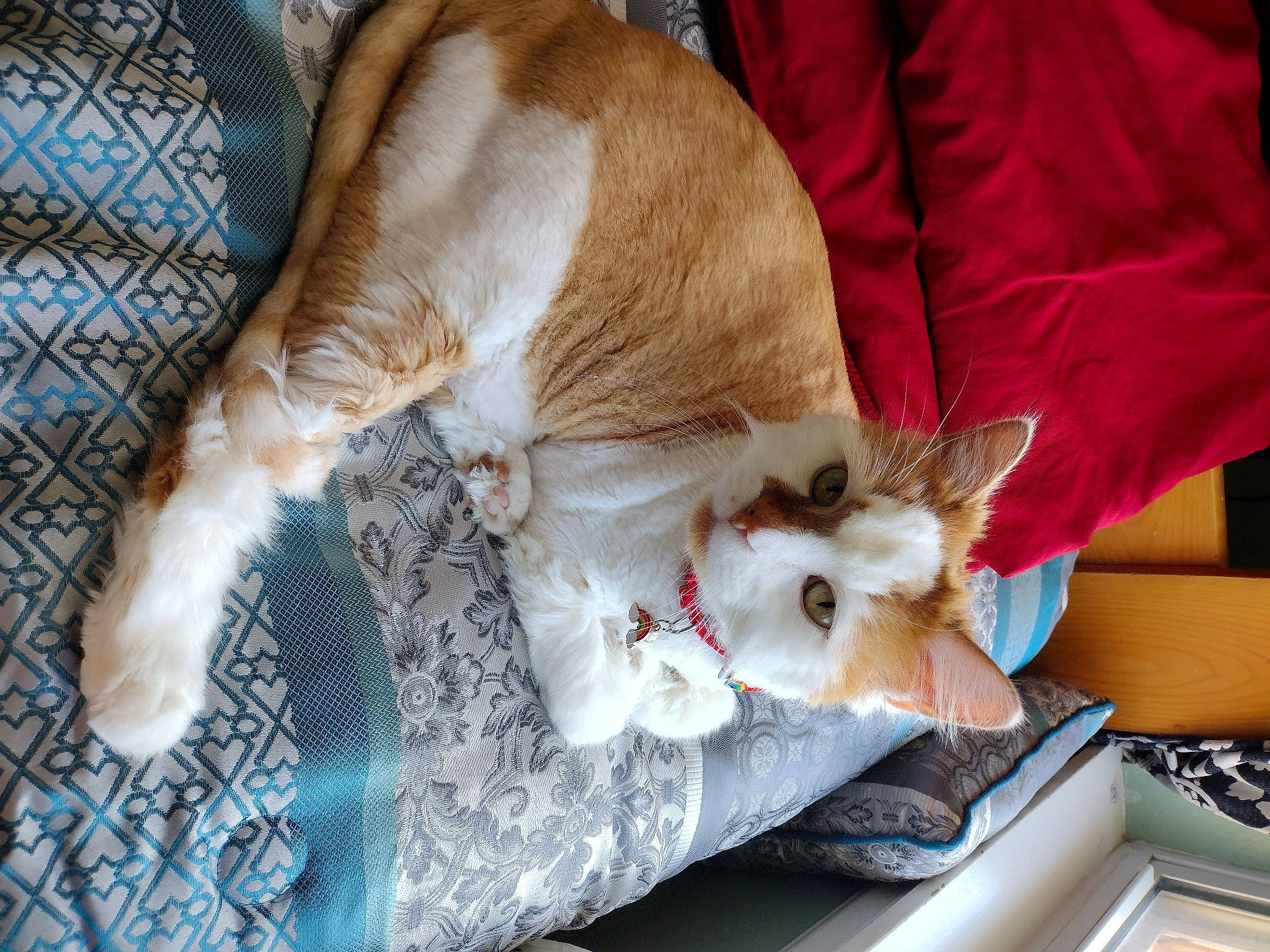 Cozmo joined the competition — help win amazing prizes! canidae, carnivore, cat, claw, collar, comfort, companion_dog, devon_rex, dog_breed, domestic_short_haired_cat, fawn, felidae, fur, nap, paw, small_to_medium_sized_cats, sporting_group, tail, whiskers, working_animal