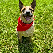 Banjo Hawkins is registered to the contest to win money with this photo: dog, pet, canine, red_bandana, bandana, happy, smiling, open_mouth, tongue, teeth, upright_ears, tan_fur, black_markings, portrait, outdoor, grass, lawn, sunlight, sitting, backyard