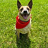 dog, pet, canine, red_bandana, bandana, happy, smiling, open_mouth, tongue, teeth, upright_ears, tan_fur, black_markings, portrait, outdoor, grass, lawn, sunlight, sitting, backyard