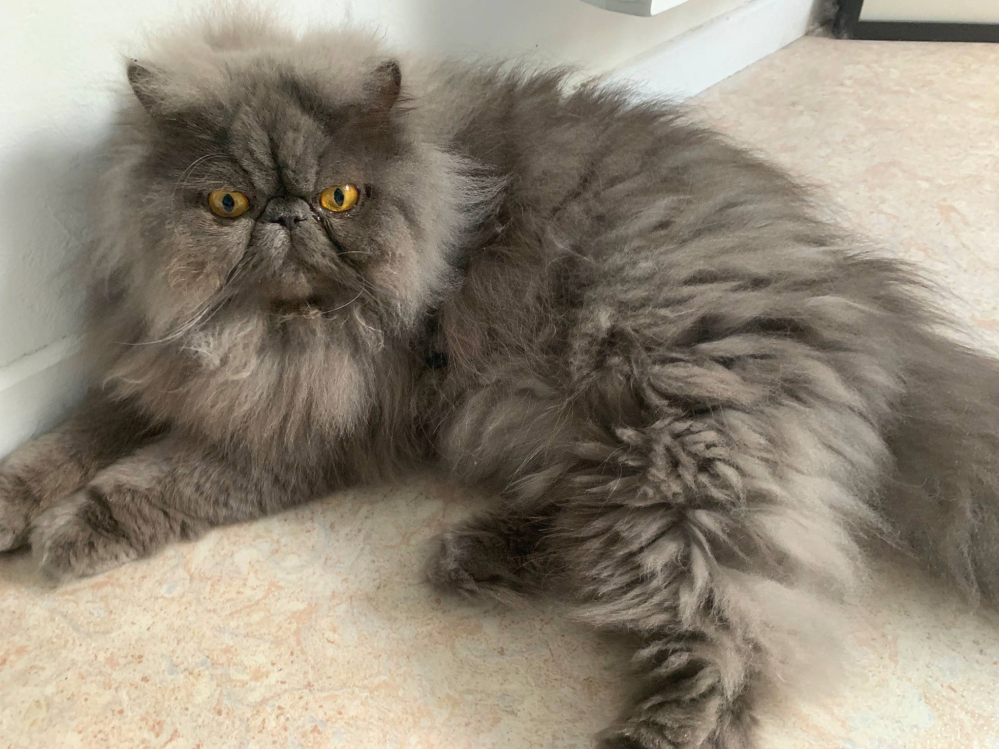 Rambo a rejoint le concours — aidez-le/la à gagner de superbes lots ! automotive_tire, british_longhair, carnivore, cat, claw, comfort, felidae, fur, grey, paw, persian, plant, small_to_medium_sized_cats, snout, tail, terrestrial_animal, whiskers