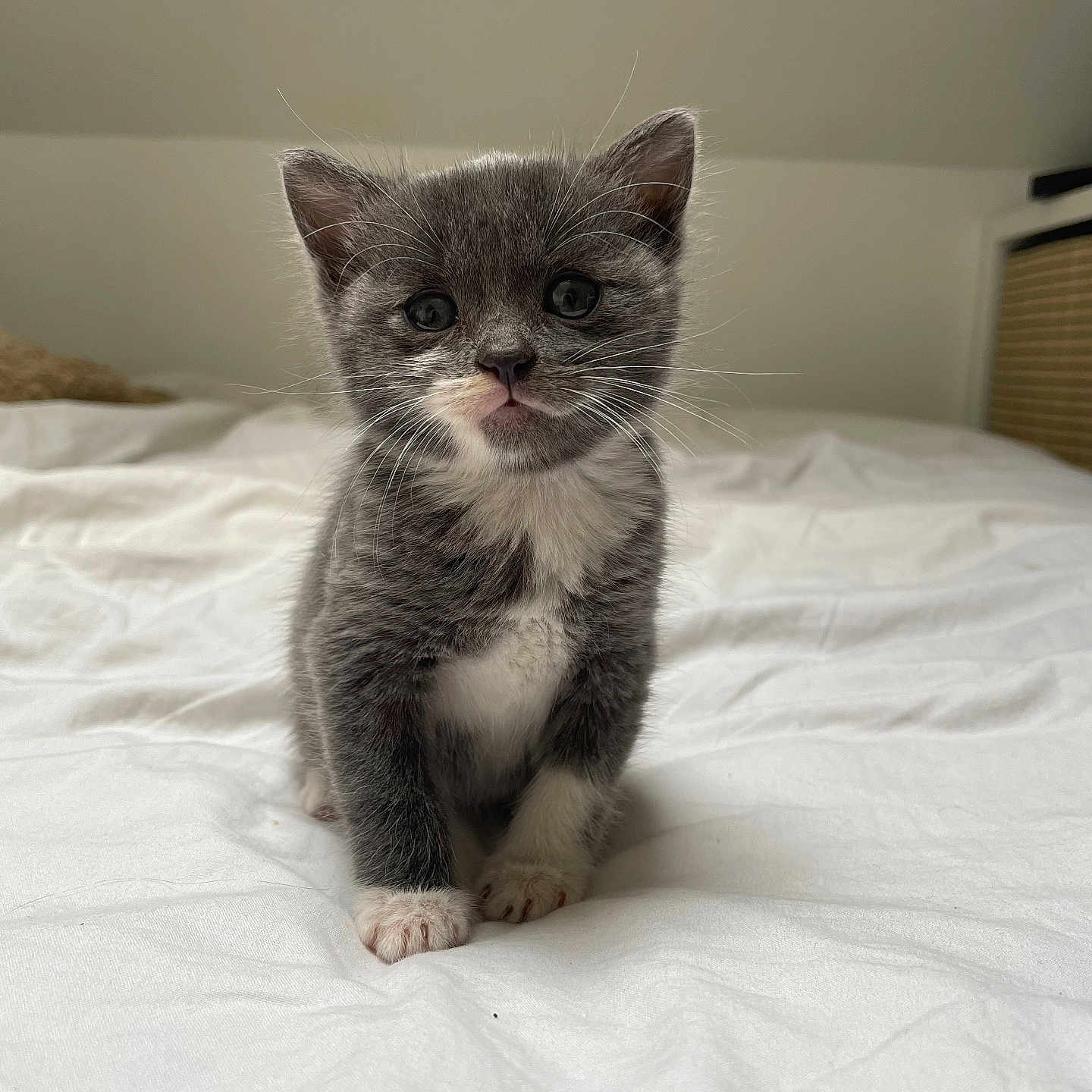 Kora participe au concours pour gagner de l'argent avec cette photo : abyssinian, animal, bed, bedroom, blanket, cat, furniture, indoors, kitten, manx, pet, room, siamese