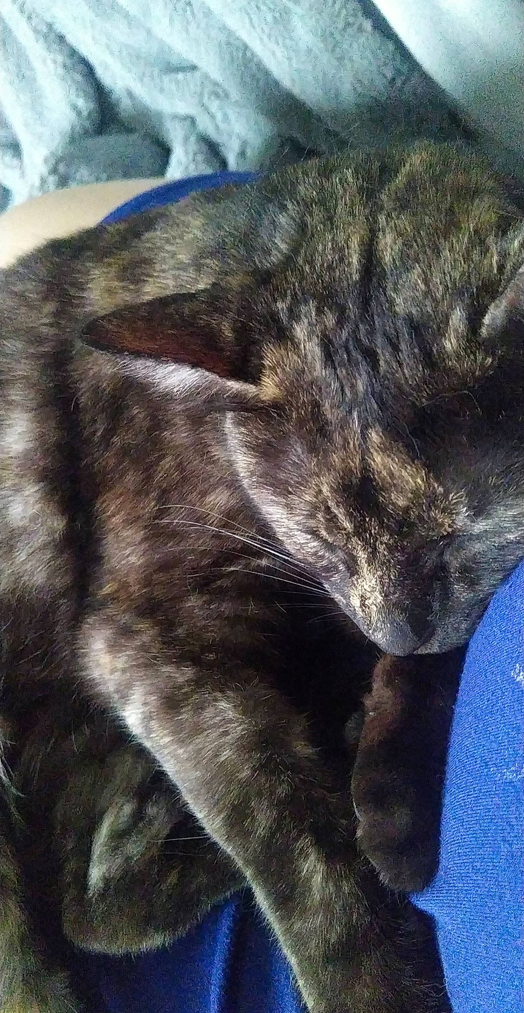 Phydjy a rejoint le concours — aidez-le/la à gagner de superbes lots ! canidae, carnivore, cat, claw, comfort, dog_breed, domestic_short_haired_cat, electric_blue, eye, felidae, fur, human_leg, paw, small_to_medium_sized_cats, snout, sporting_group, tail, terrestrial_animal, vertebrate, whiskers