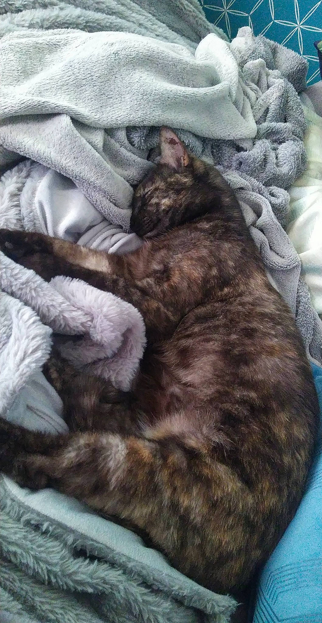 Phydjy a rejoint le concours — aidez-le/la à gagner de superbes lots ! blanket, carnivore, cat, claw, comfort, domestic_short_haired_cat, felidae, fur, grey, linens, nap, paw, sleep, small_to_medium_sized_cats, tail, textile, whiskers