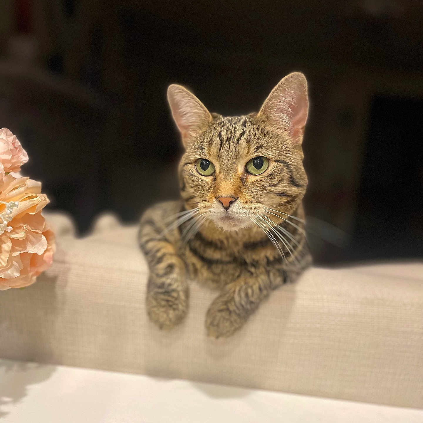 Stella joined the competition — help win amazing prizes! abyssinian, angora, animal, cat, couch, cushion, daisy, egyptiancat, flower, flowerarrangement, flowerbouquet, geranium, homedecor, kitten, manx, pet, petal, plant, pottedplant, rose