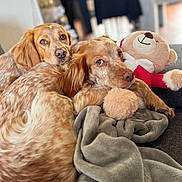 Malya Shayna participe au concours pour gagner de l'argent avec cette photo : animal, blanket, brown_fur, canine, closeup, comfort, companion, couch, cute, dog, friendship, home, indoor, pet, plush_toy, relaxed, resting, snuggling, soft_texture, toy