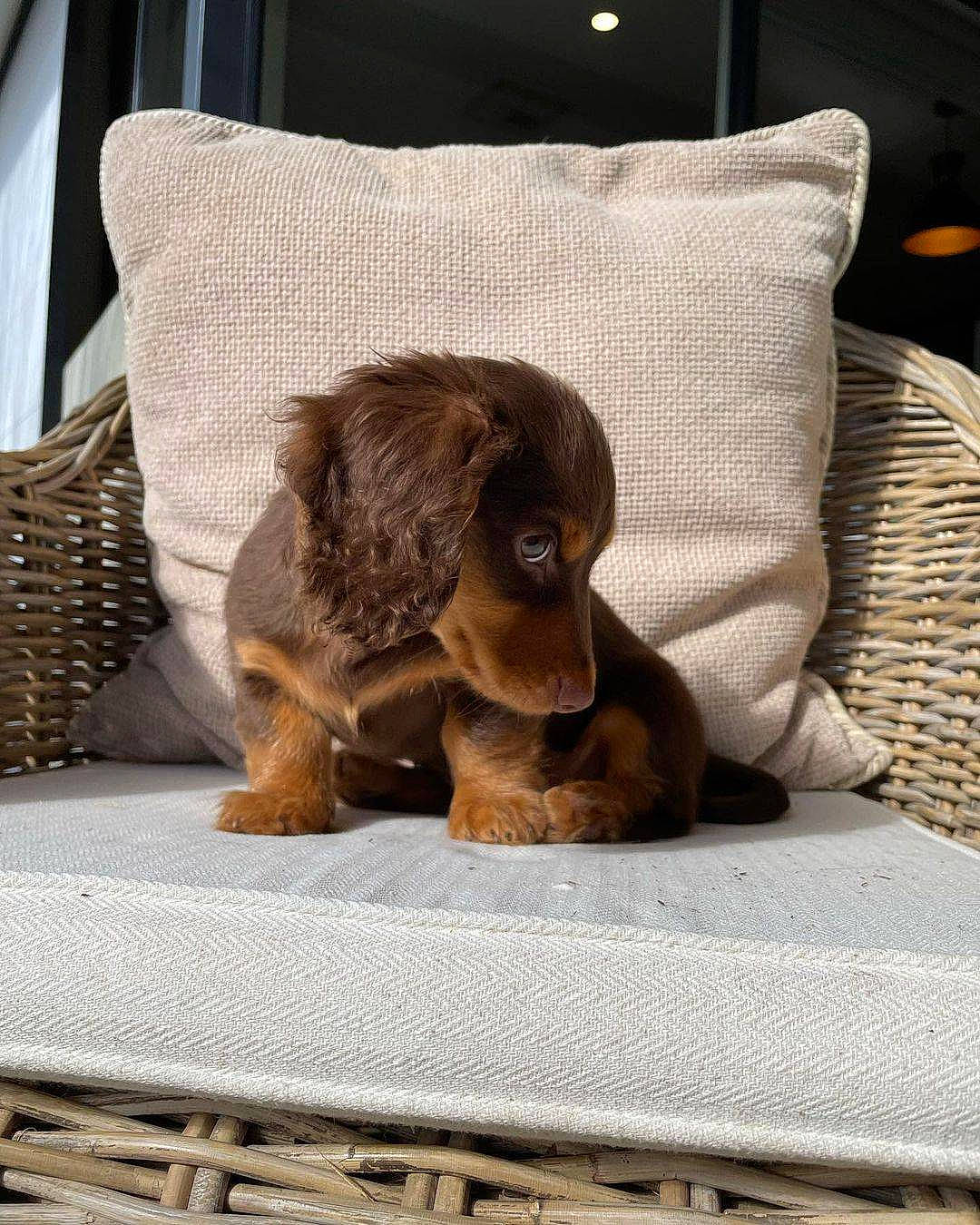 Mochi participe au concours pour gagner de l'argent avec cette photo : brown, canidae, carnivore, comfort, companion_dog, dog, dog_breed, fawn, felidae, fur, linens, liver, snout, spaniel, sporting_group, terrestrial_animal, toy_dog, whiskers, wood, working_animal