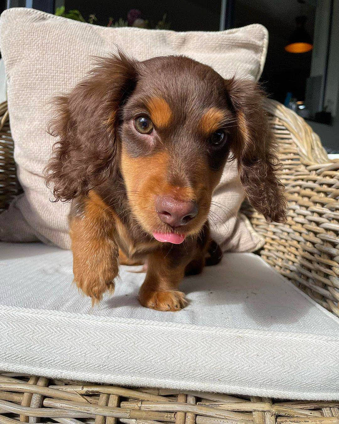 Mochi participe au concours pour gagner de l'argent avec cette photo : canidae, carnivore, comfort, companion_dog, dog, dog_breed, ear, fawn, fur, hunting_dog, liver, mesh, pet_supply, snout, spaniel, sporting_group, whiskers, working_animal