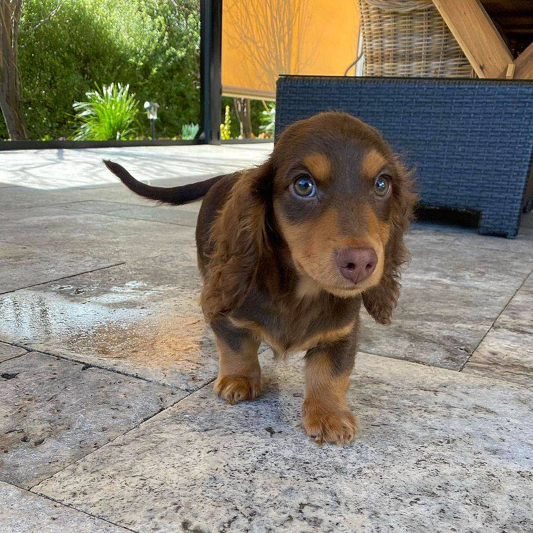 Mochi participe au concours pour gagner de l'argent avec cette photo : canidae, carnivore, companion_dog, dog, dog_breed, fawn, gun_dog, hound, hunting_dog, liver, plant, snout, spaniel, sporting_group, terrestrial_animal, wood, working_animal