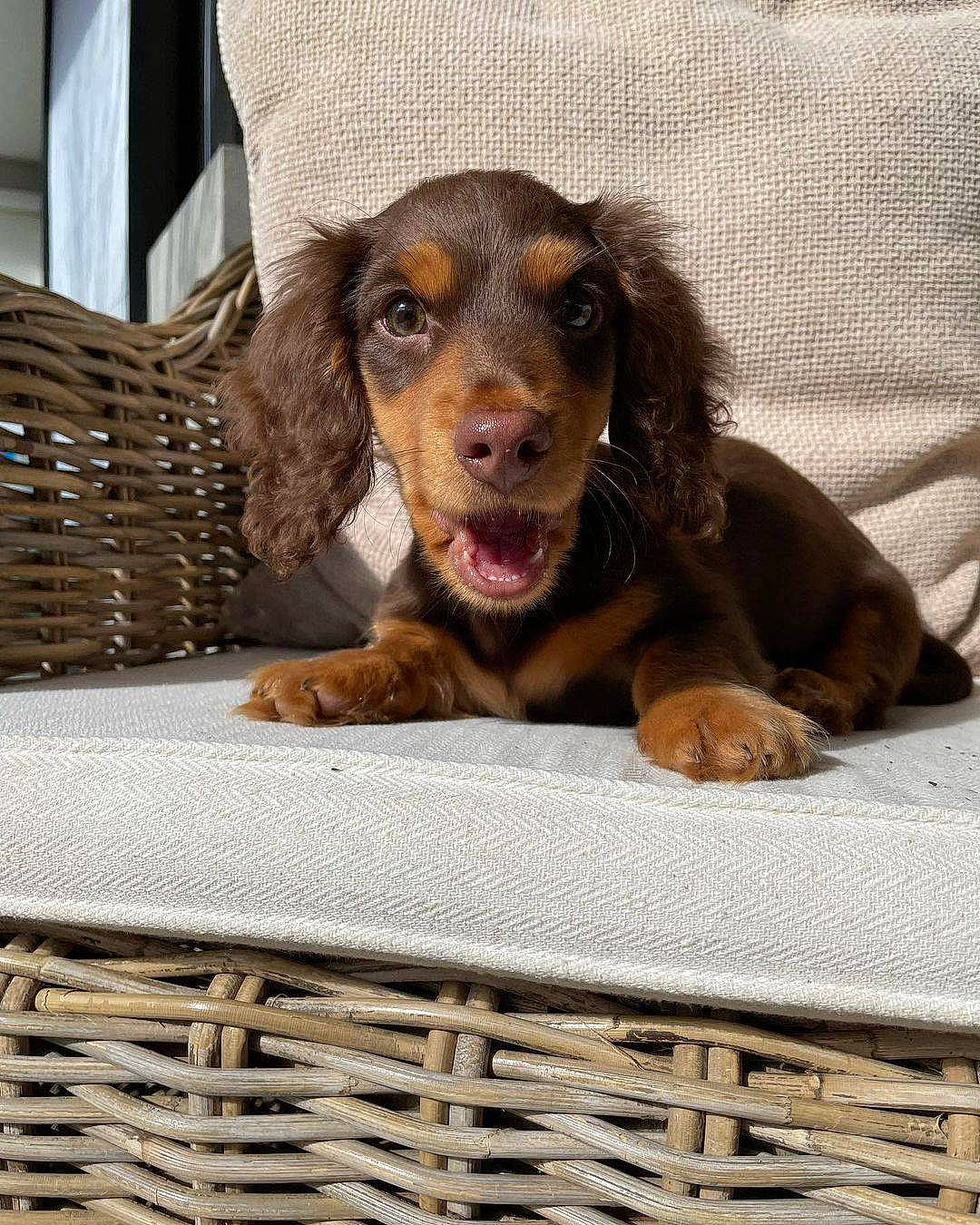 Mochi a rejoint le concours — aidez-le/la à gagner de superbes lots ! animal_shelter, canidae, carnivore, comfort, companion_dog, dog, dog_breed, fur, hunting_dog, liver, mesh, pet_supply, snout, spaniel, sporting_group, terrestrial_animal, wicker, working_animal