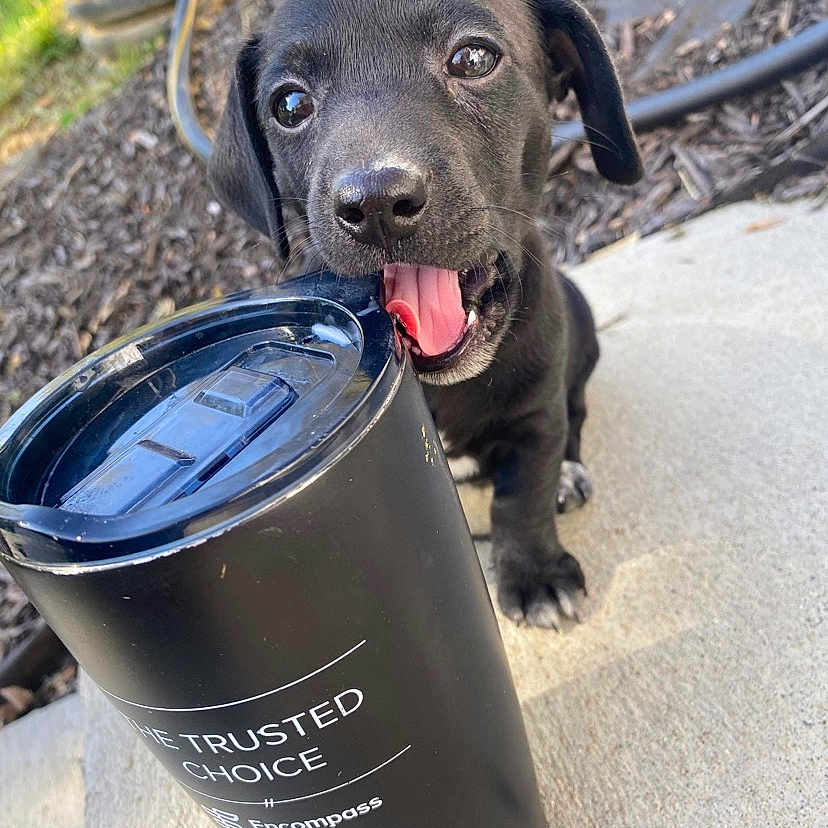 Kane is registered to the contest to win money with this photo: borador, canidae, carnivore, collar, companion_dog, cylinder, dog, dog_breed, dog_collar, electric_blue, gas, grass, liquid, pet_supply, plant, snout, sporting_group, terrestrial_animal, waste_container, waste_containment