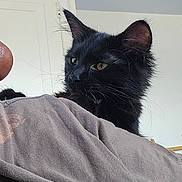 Bynx joined the competition — help win amazing prizes! black_cat, cat, ceiling, close_up, curious, domestic_cat, ears, feline, fur, house, human, indoor, looking_away, person, pet, portrait, shoulder, textured_shirt, whiskers, yellow_eyes