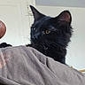 black_cat, cat, ceiling, close_up, curious, domestic_cat, ears, feline, fur, house, human, indoor, looking_away, person, pet, portrait, shoulder, textured_shirt, whiskers, yellow_eyes
