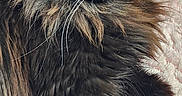 Bynx joined the competition — help win amazing prizes! animal, black_fur, brown_fur, cat, close_up, curious, cute, domestic_cat, feline, fluffy, indoor, long_hair, lying_down, pet, portrait, relaxed, resting, soft_surface, whiskers, yellow_eyes