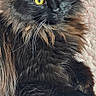 animal, black_fur, brown_fur, cat, close_up, curious, cute, domestic_cat, feline, fluffy, indoor, long_hair, lying_down, pet, portrait, relaxed, resting, soft_surface, whiskers, yellow_eyes