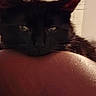 Bynx joined the competition — help win amazing prizes! animal, background, black_cat, cat, close_up, domestic_animal, door, ears, feline, fur, household, indoor, mammal, pet, quiet, relaxed, resting, sleepy, soft_light, whiskers