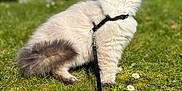 Moka participe au concours pour gagner de l'argent avec cette photo : cat, feline, pet, harness, leash, grass, daisies, backyard, outdoor, fluffy, long_hair, white_fur, gray_tail, sitting, profile_view, sunlight, bokeh, garden, domestic_cat, curious