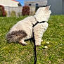 cat, feline, pet, harness, leash, grass, daisies, backyard, outdoor, fluffy, long_hair, white_fur, gray_tail, sitting, profile_view, sunlight, bokeh, garden, domestic_cat, curious