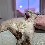 Moka participe au concours pour gagner de l'argent avec cette photo : cat, yawning, feline, pet, indoor, couch, pillow, cozy, fluffy, fur, paw, sleeping, mouth_open, tongue, whiskers, window, sunset, twilight, bokeh, relaxed