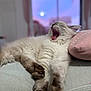 cat, yawning, feline, pet, indoor, couch, pillow, cozy, fluffy, fur, paw, sleeping, mouth_open, tongue, whiskers, window, sunset, twilight, bokeh, relaxed