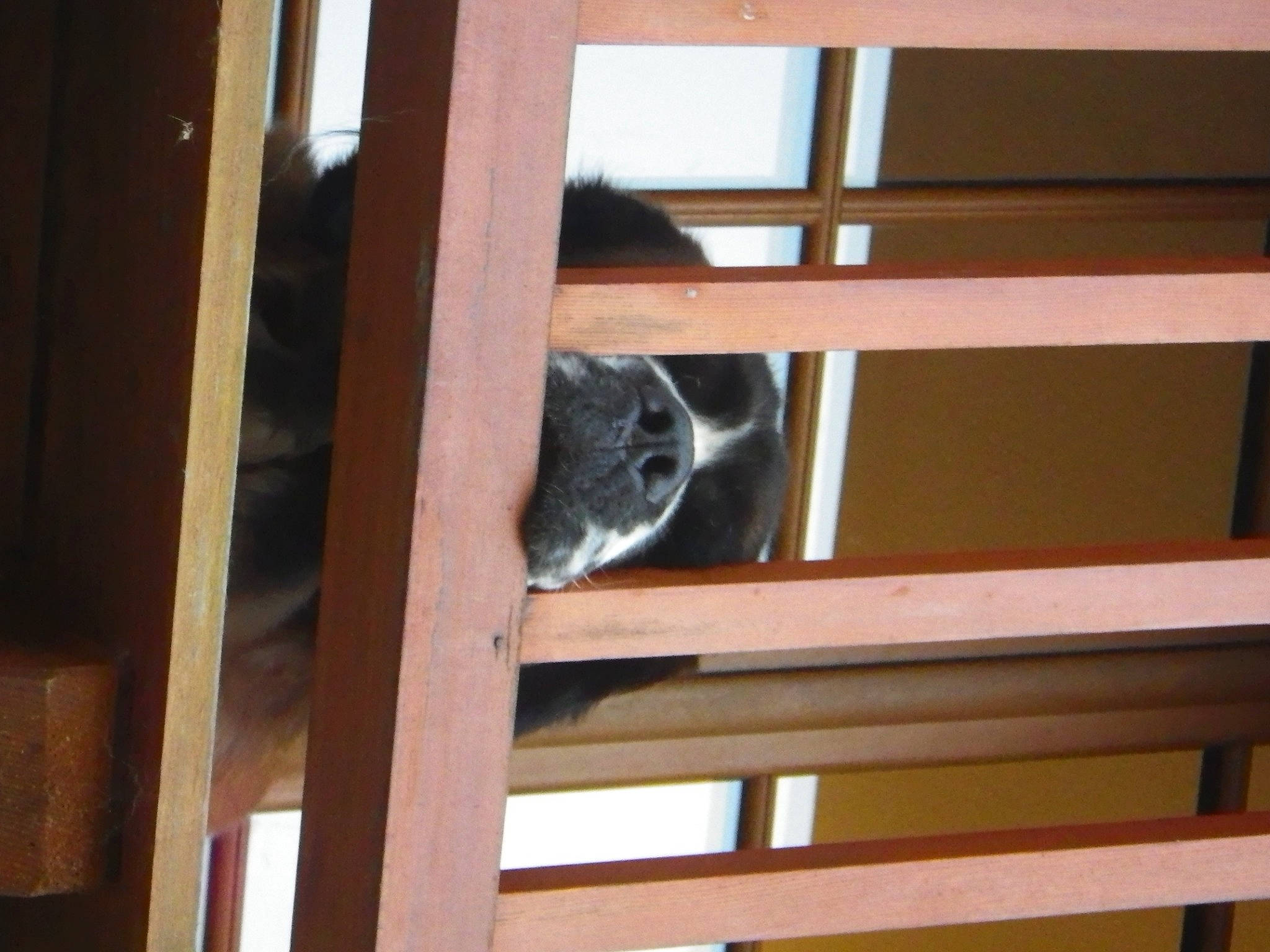 Izia a rejoint le concours — aidez-le/la à gagner de superbes lots ! animal_shelter, carnivore, cat, felidae, hardwood, room, small_to_medium_sized_cats, stairs, tail, whiskers, window, wood, wood_stain