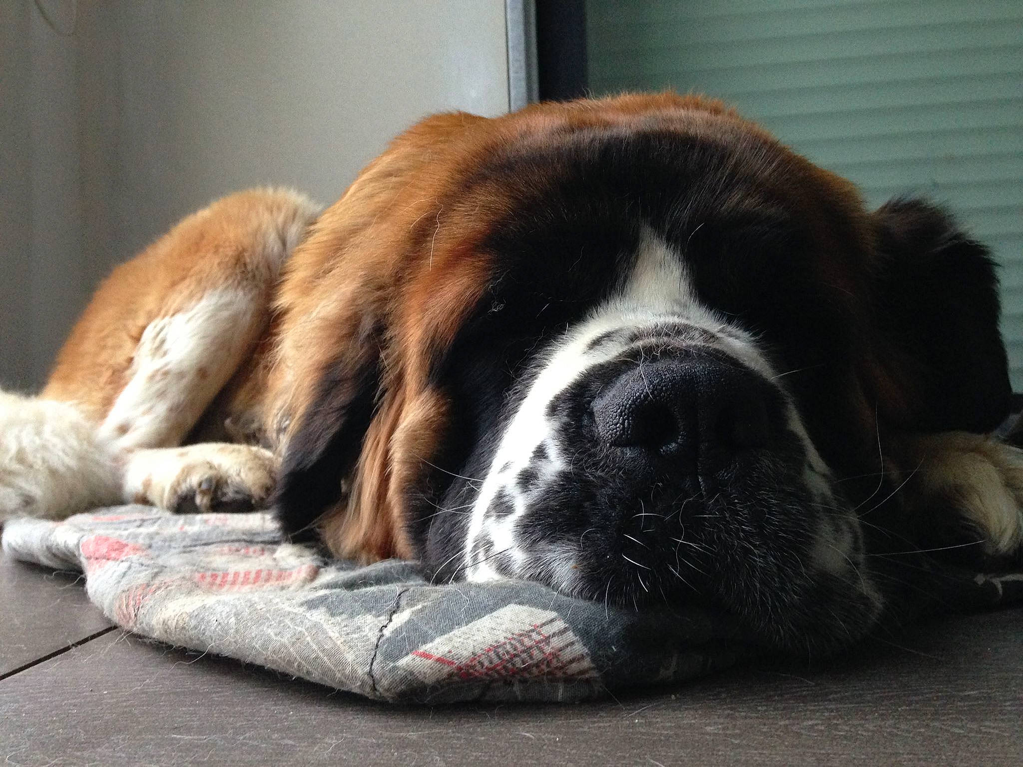 Izia a rejoint le concours — aidez-le/la à gagner de superbes lots ! bored, canidae, carnivore, comfort, companion_dog, dog, dog_breed, dog_supply, fawn, fur, giant_dog_breed, liver, moscow_watchdog, snout, sporting_group, st_bernard, terrestrial_animal, whiskers, working_animal, working_dog