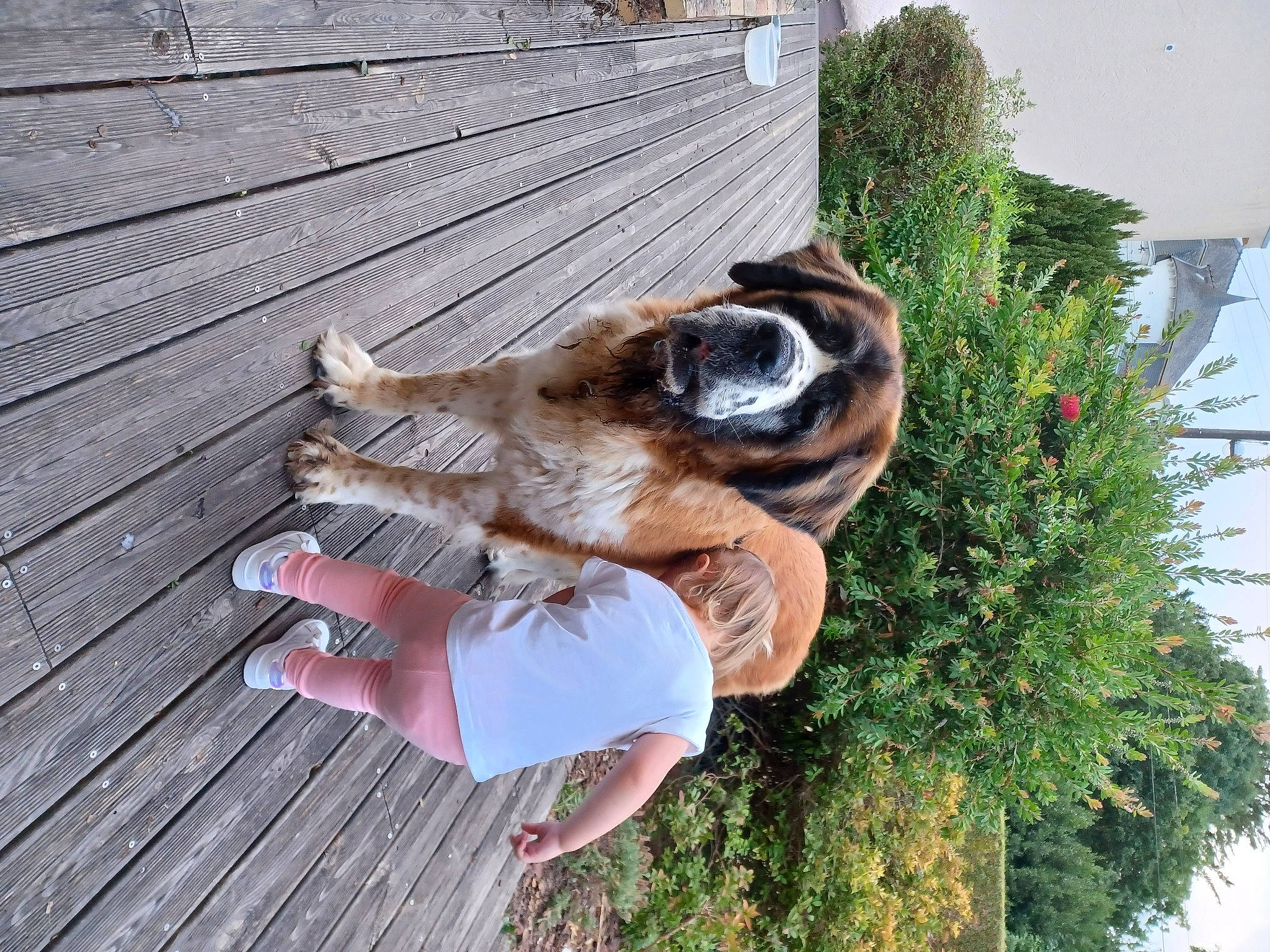 Izia a rejoint le concours — aidez-le/la à gagner de superbes lots ! canidae, carnivore, collar, companion_dog, dog, dog_breed, dog_supply, fawn, fur, grass, guard_dog, hardwood, plank, plant, sporting_group, tail, wood, wood_stain, working_animal, working_dog