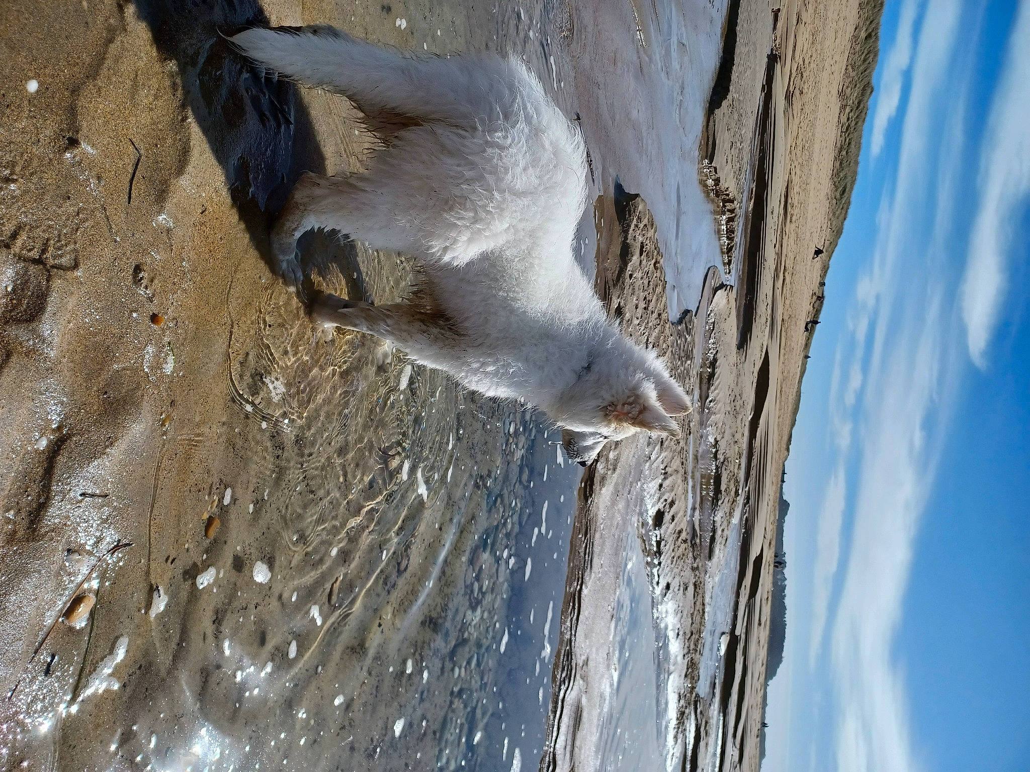 Uly a rejoint le concours — aidez-le/la à gagner de superbes lots ! beach, beak, bird, cloud, feather, foot, freezing, plant, seabird, sky, tail, tree, trunk, water, wave, wildlife, wind_wave, wing, winter, wood