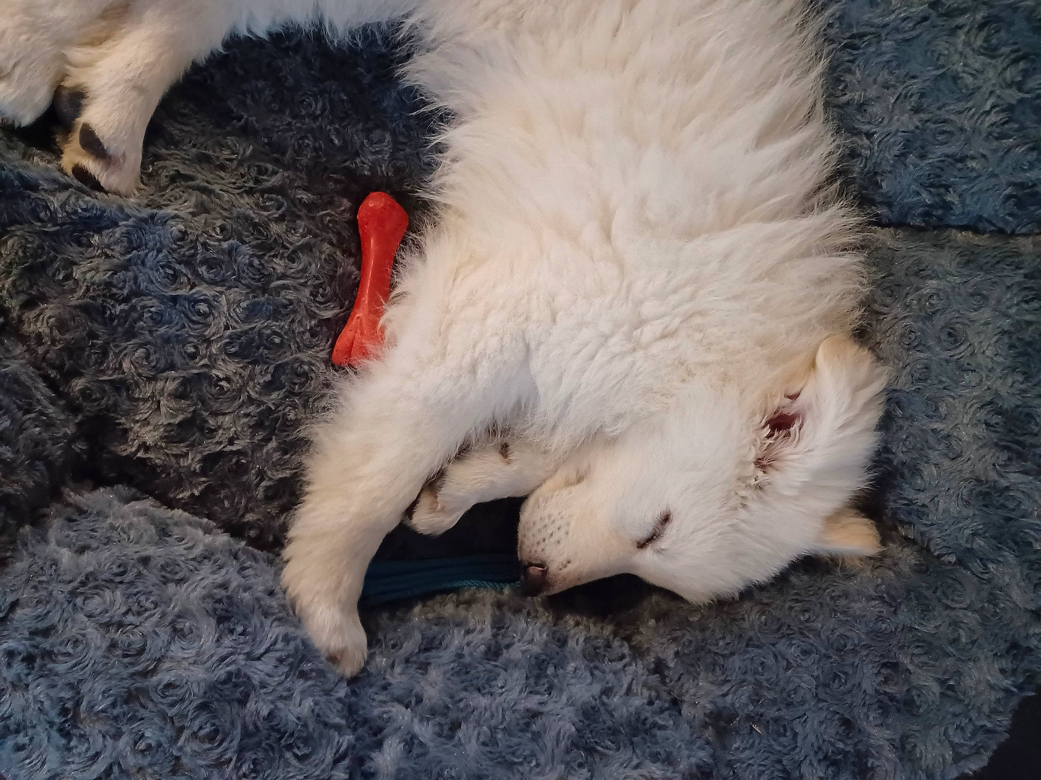 Uly participe au concours pour gagner de l'argent avec cette photo : carnivore, cat, claw, companion_dog, dog_breed, fang, felidae, foot, fur, paw, small_to_medium_sized_cats, tail, terrestrial_animal, whiskers