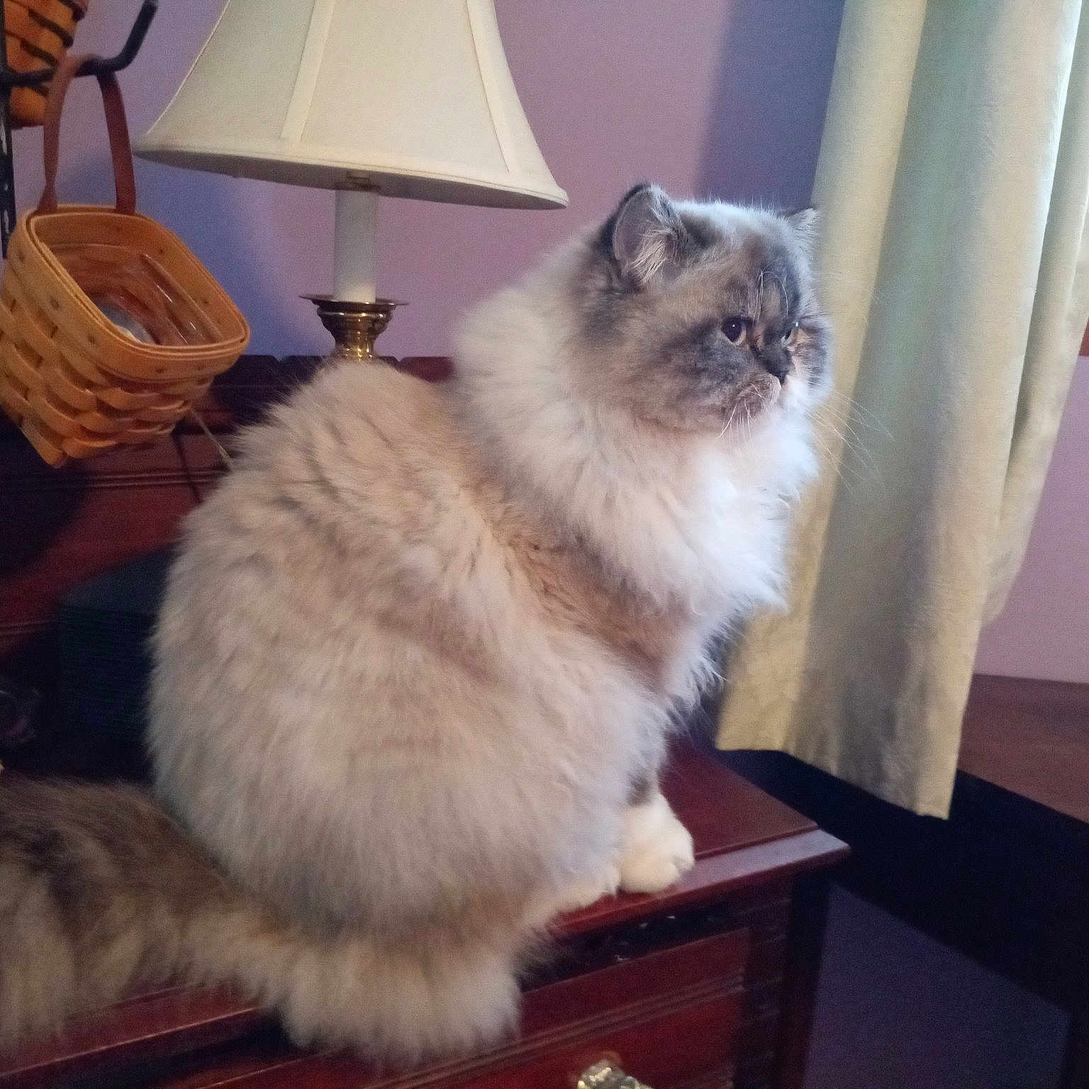 Archie