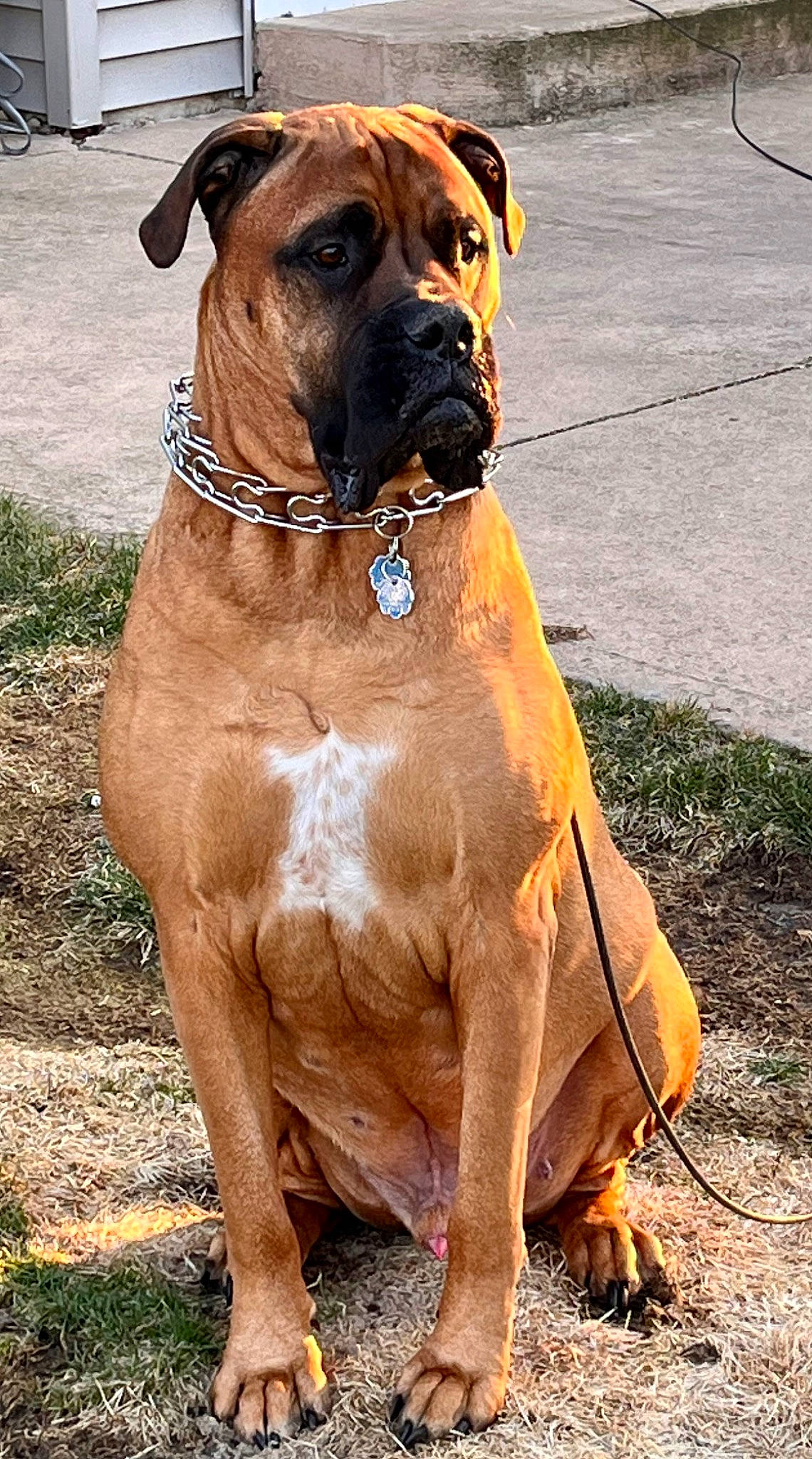Hogan joined the competition — help win amazing prizes! ancient_dog_breeds, boxer, canidae, carnivore, collar, companion_dog, dog, dog_breed, dog_collar, dog_supply, fawn, hunting_dog, liver, molosser, non_sporting_group, pet_supply, snout, sporting_group, working_animal, working_dog