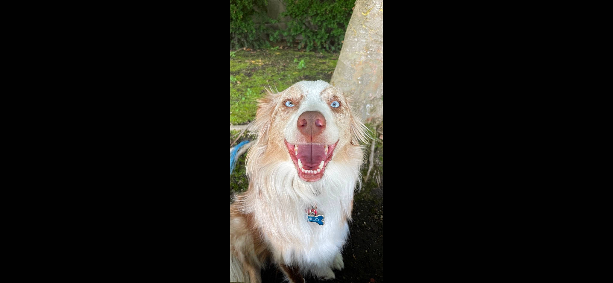 Milo joined the competition — help win amazing prizes! canidae, carnivore, companion_dog, dog, dog_breed, fang, fur, liver, non_sporting_group, plant, rectangle, smile, snout, sporting_group, terrestrial_animal, tooth, whiskers, working_animal, working_dog, yawn