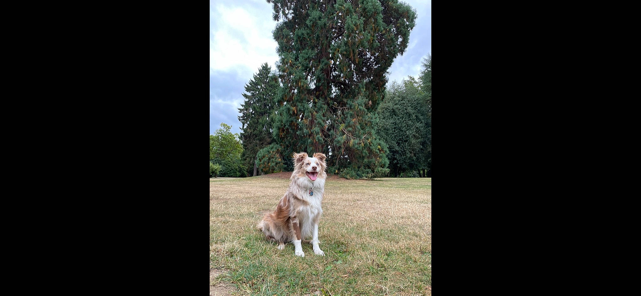 Milo is registered to the contest to win money with this photo: carnivore, cloud, companion_dog, dog, dog_breed, fawn, felidae, grass, grassland, meadow, natural_landscape, plant, sky, small_to_medium_sized_cats, snout, tail, terrestrial_animal, tree, whiskers, wood