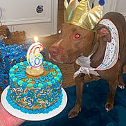 Koko joined the competition — help win amazing prizes! dog, birthday_cake, candle, crown, bandana, brown_dog, indoor, celebration, cake, polka_dot, blue, table, floor, decorations, gift_box, party, pet, animal, household, colorful