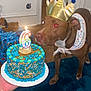 dog, birthday_cake, candle, crown, bandana, brown_dog, indoor, celebration, cake, polka_dot, blue, table, floor, decorations, gift_box, party, pet, animal, household, colorful