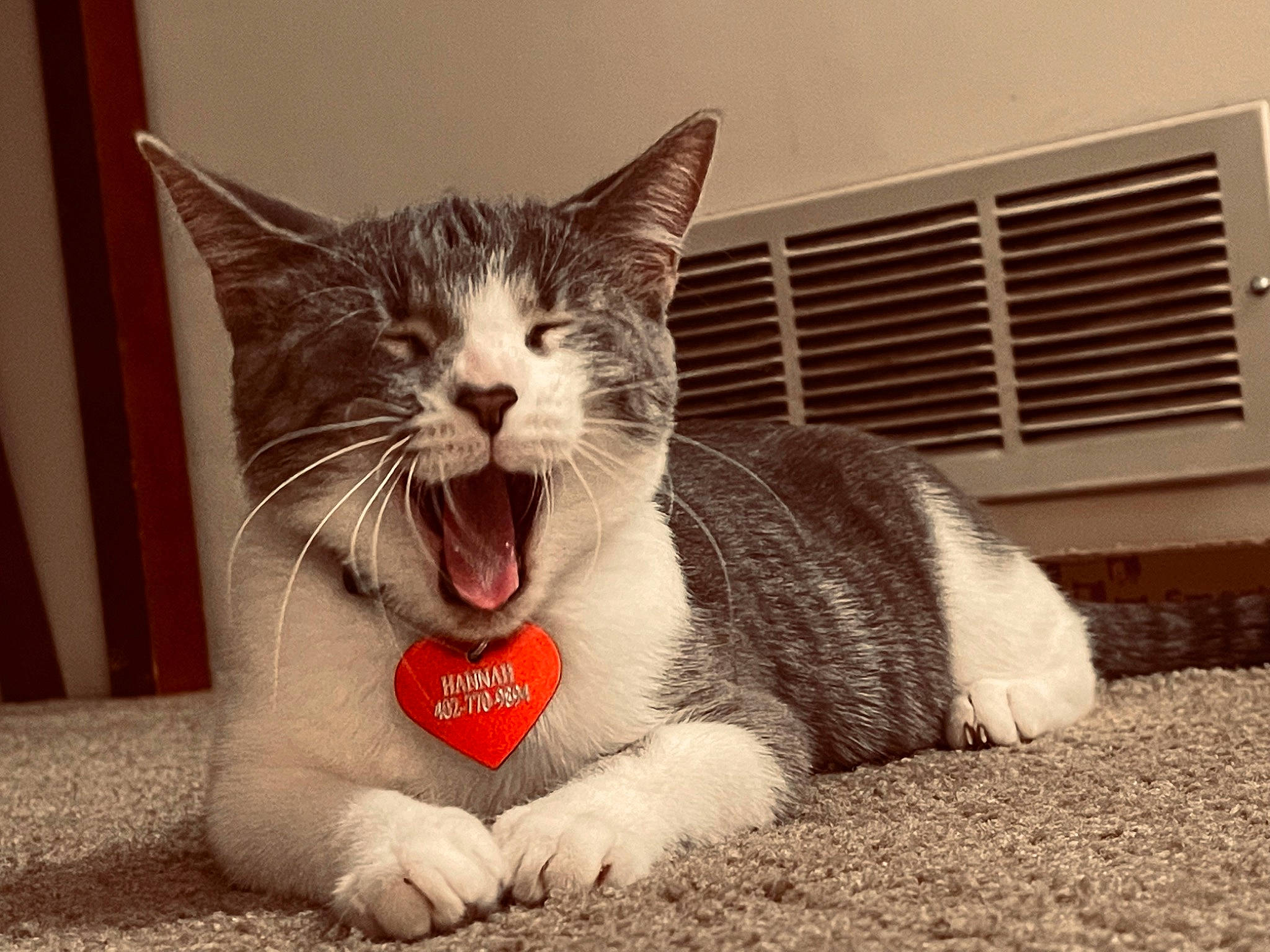 Hannah joined the competition — help win amazing prizes! carnivore, cat, domestic_short_haired_cat, fang, felidae, foot, fur, human_leg, jaw, monochrome_photography, paw, roar, small_to_medium_sized_cats, snout, tail, terrestrial_animal, vertebrate, whiskers, window, yawn