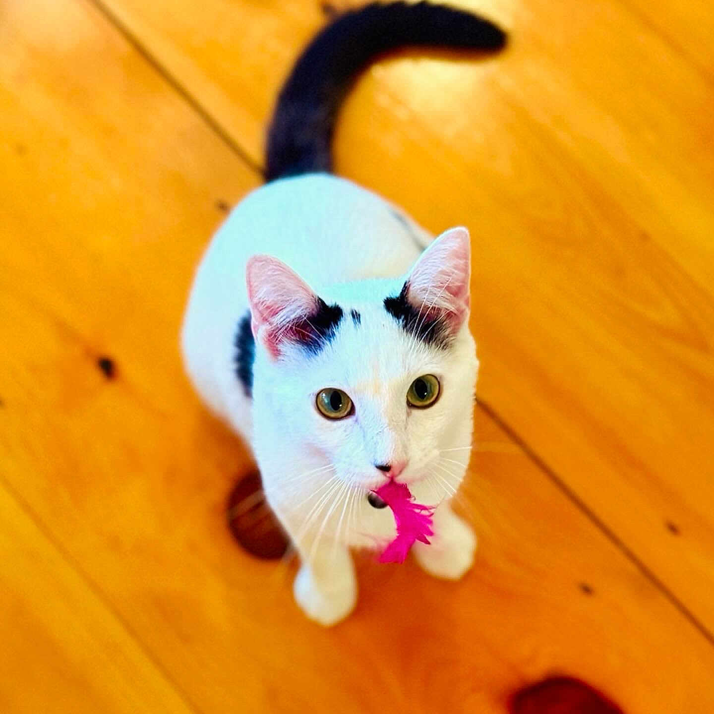 Henri joined the competition — help win amazing prizes! cat, white_cat, black_markings, pink_feather, toy, wooden_floor, pet, indoor, curious, looking_up, whiskers, ears, tail, animal, cute, playful, domestic_cat, feline, floorboards, closeup