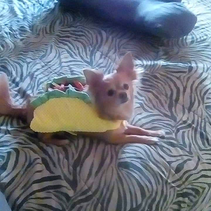 Stewart is registered to the contest to win money with this photo: art, canidae, carnivore, chihuahua, comfort, companion_dog, dog, dog_breed, ear, fawn, felidae, fur, pattern, snout, sporting_group, tail, toy, toy_dog, whiskers, working_animal