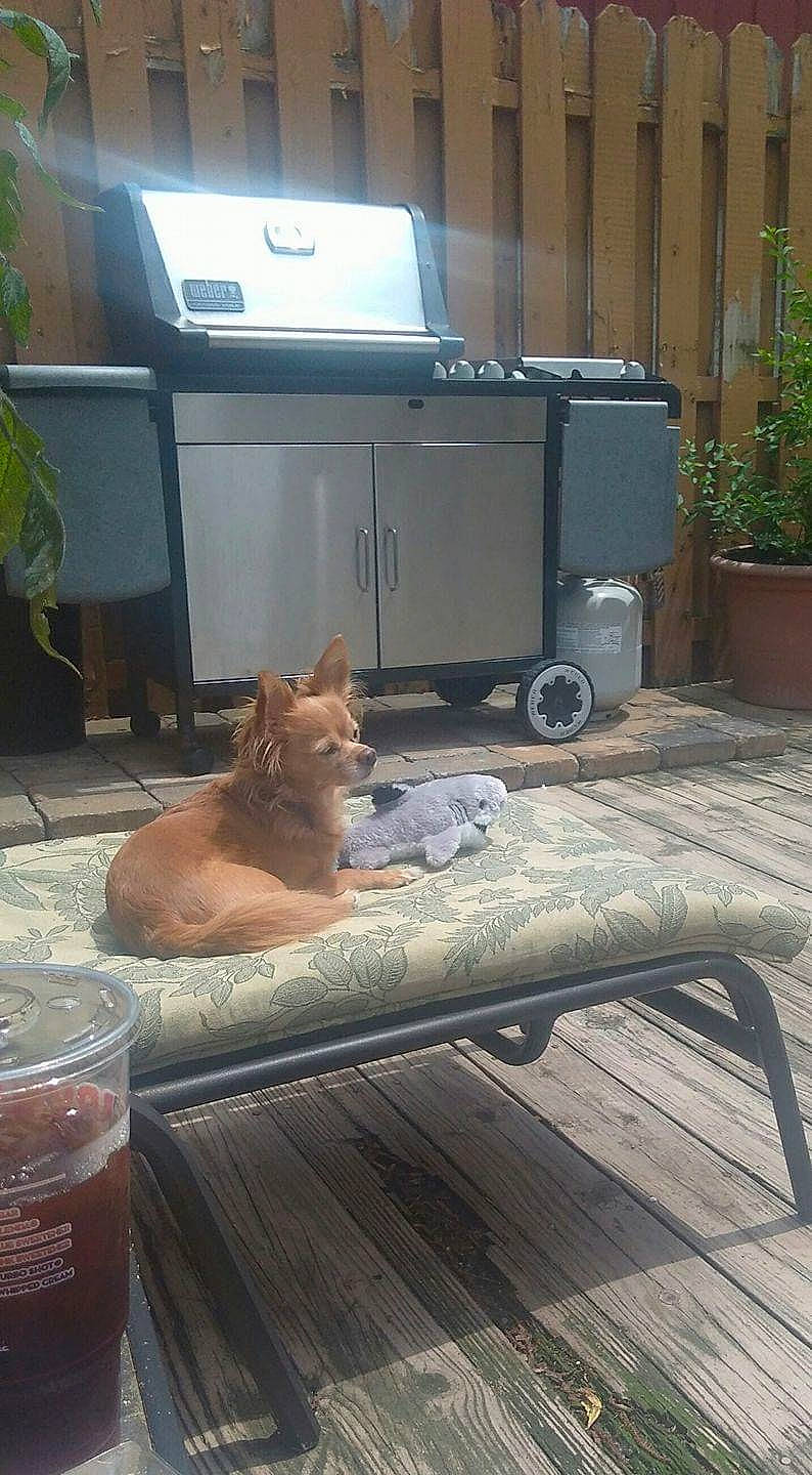 Stewart is registered to the contest to win money with this photo: asphalt, carnivore, cat, fawn, felidae, floor, flooring, flowerpot, grass, hardwood, outdoor_furniture, plant, road_surface, shade, sidewalk, small_to_medium_sized_cats, table, tail, whiskers, wood